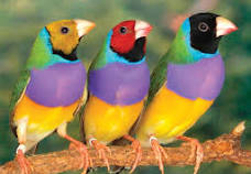 Gouldian Finches Adult 500 Pcs