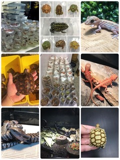 Reptiles,Amphibians,Invert export to worldwide.