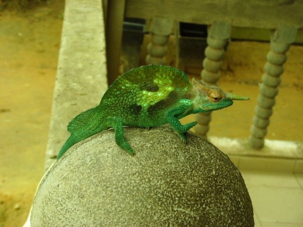 Reptiles, Amphibians, Invertebrates, Mammals, Birds, Fishes for sale