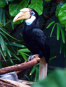 Hornbill